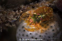 Shrimp Odontonia katoi
Romblon, Philippines by Oksana Maksymova 